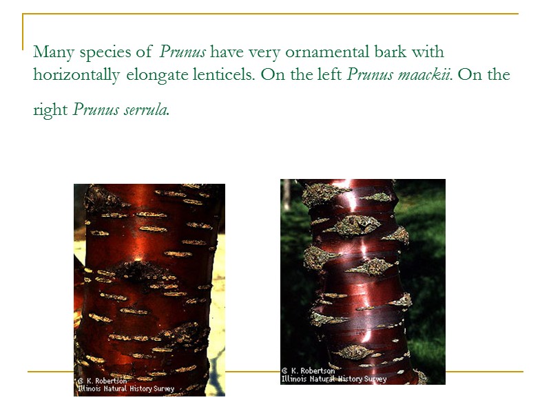 Many species of Prunus have very ornamental bark with horizontally elongate lenticels. On the